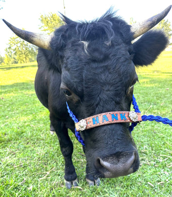 Regular size cow halter 36 colors available