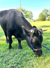 Personalized COW halter small mini cow or calf in brown