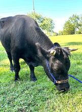 Regular size cow halter 36 colors available