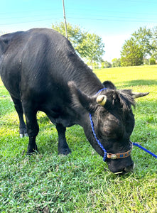 Regular size cow halter 36 colors available