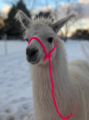 Alpaca adjustable halter and lead, sheep, goat, alpaca, etc