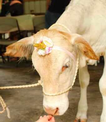 desert sand small livestock halter .  Great for alpacas, small cows, goats, sheep, etc
