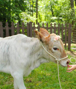 Small livestock adjustable halter and lead, sheep, alpaca, small cow