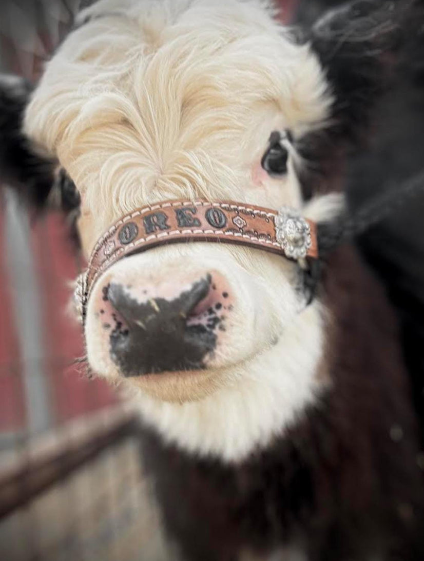 Personalized cow halter large cow or mini cow size Black