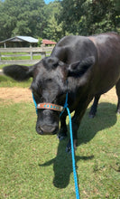 Personalized cow halter large COW  or mini cow size Carribean Blue