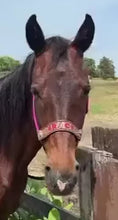 PERSONALIZED   nylon horse halter fuchsia.