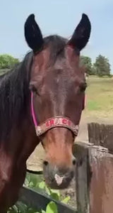 PERSONALIZED   nylon horse halter fuchsia.