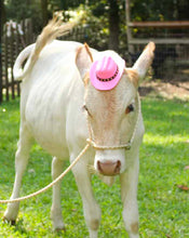 desert sand small livestock halter .  Great for alpacas, small cows, goats, sheep, etc