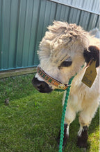 Personalized cow halter large cow or mini cow size Kelley Green