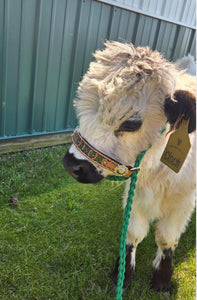 Personalized cow halter large cow or mini cow size Kelley Green