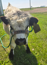 Personalized cow halter large cow or mini cow size Kelly green