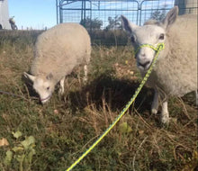 goat adjustable halter and lead, sheep, alpaca, small cow, etc.