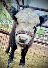 Personalized COW halter small mini cow or calf in brown