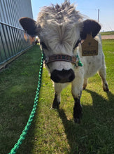 Personalized cow halter large cow or mini cow size Kelly green