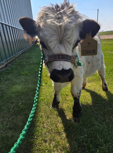 Personalized cow halter large cow or mini cow size Kelly green