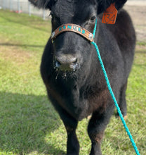Personalized COW halter full cow size