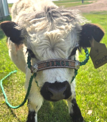 Personalized cow halter large cow or mini cow size Kelley Green