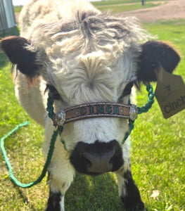 Personalized cow halter large cow or mini cow size Kelley Green