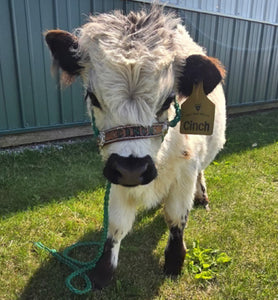 Personalized cow halter large cow or mini cow size Kelly green