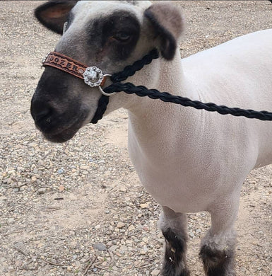 Personalized sheep, lamb, or goat halter.