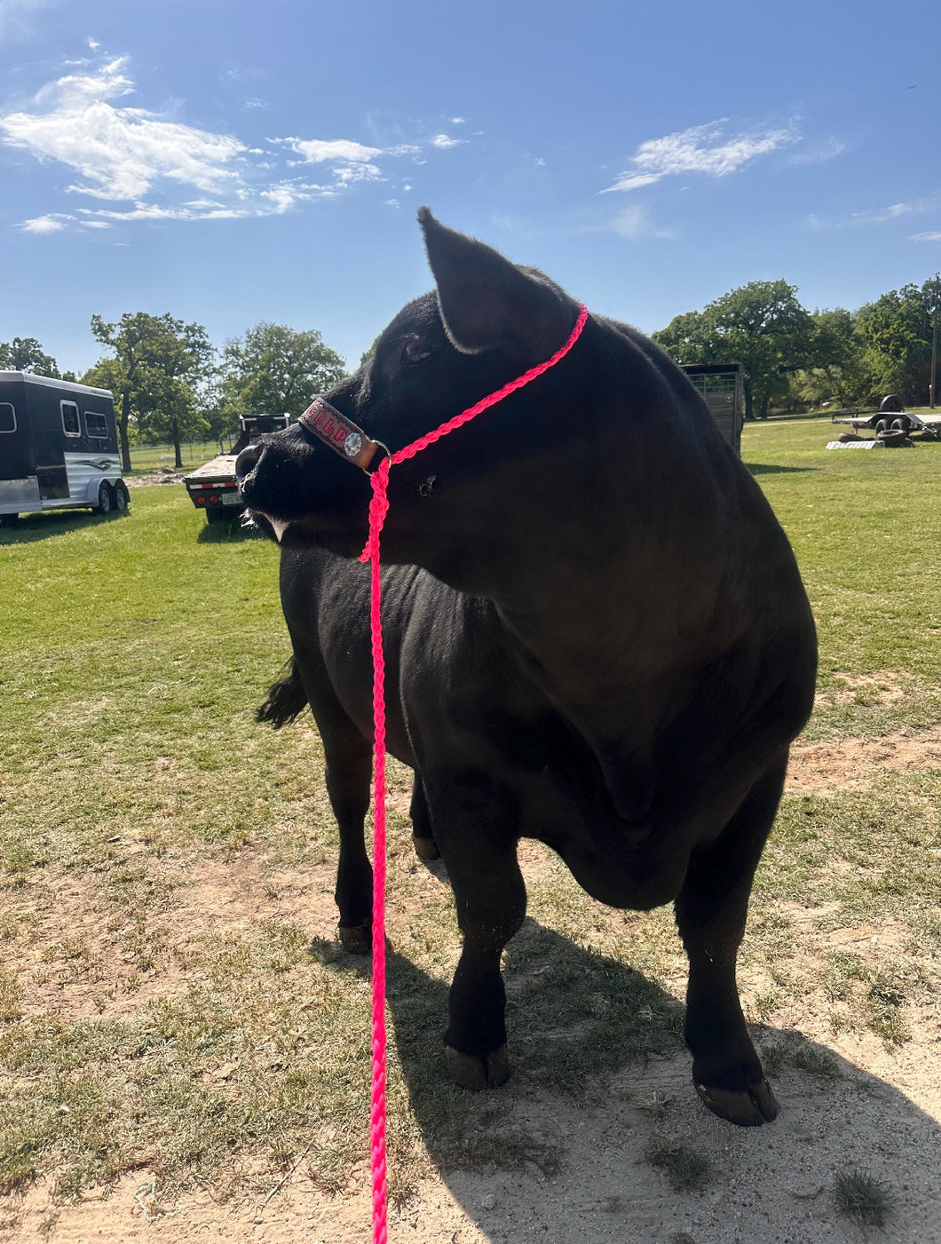 Personalized COW  halter large cow or mini cow size hot pink