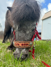 complete bitless bridle personalized  side pull hackamore red  ....pony, Cob, Horse. or Draft horse size