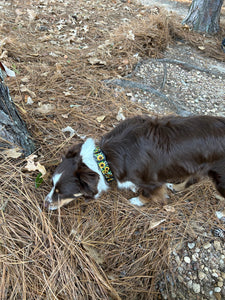 Cow sunflower Nylon dog collar