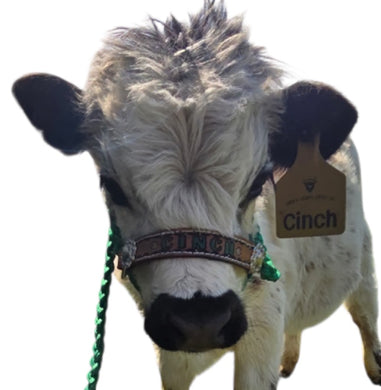 Personalized cow halter large cow or mini cow size Kelly green